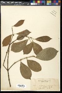 Euonymus indicus image