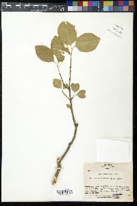 Euonymus sieboldianus image