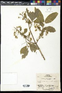 Euonymus sieboldianus image