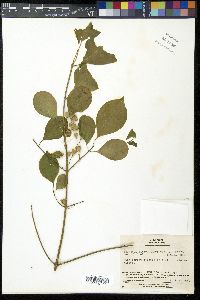 Euonymus sieboldianus image