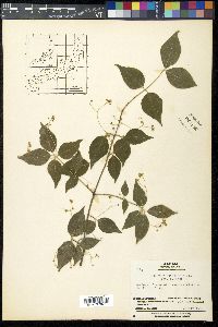 Euonymus oxyphyllus image