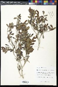 Monteverdia buxifolia image