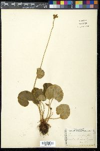 Parnassia asarifolia image