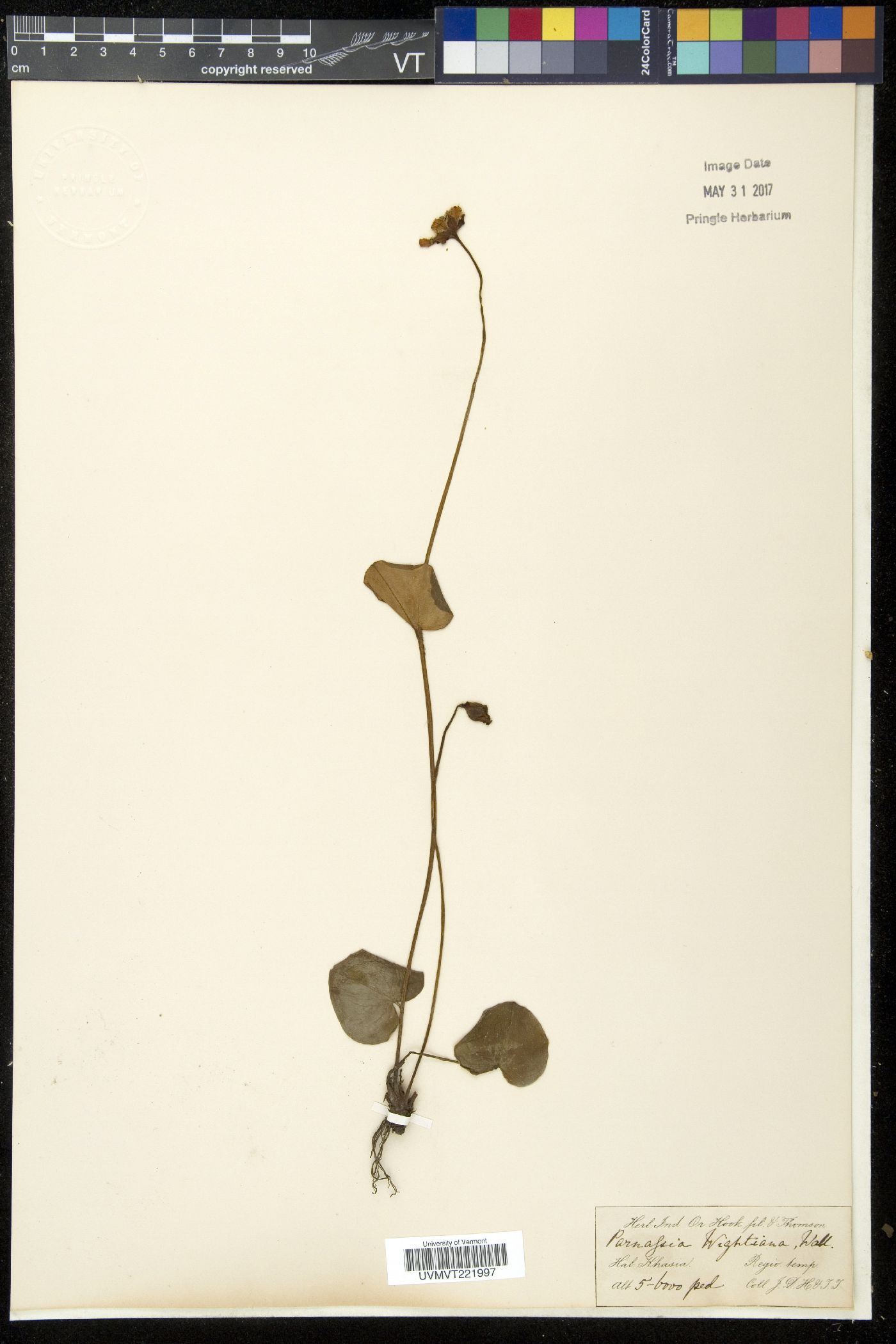 Parnassia wightiana image