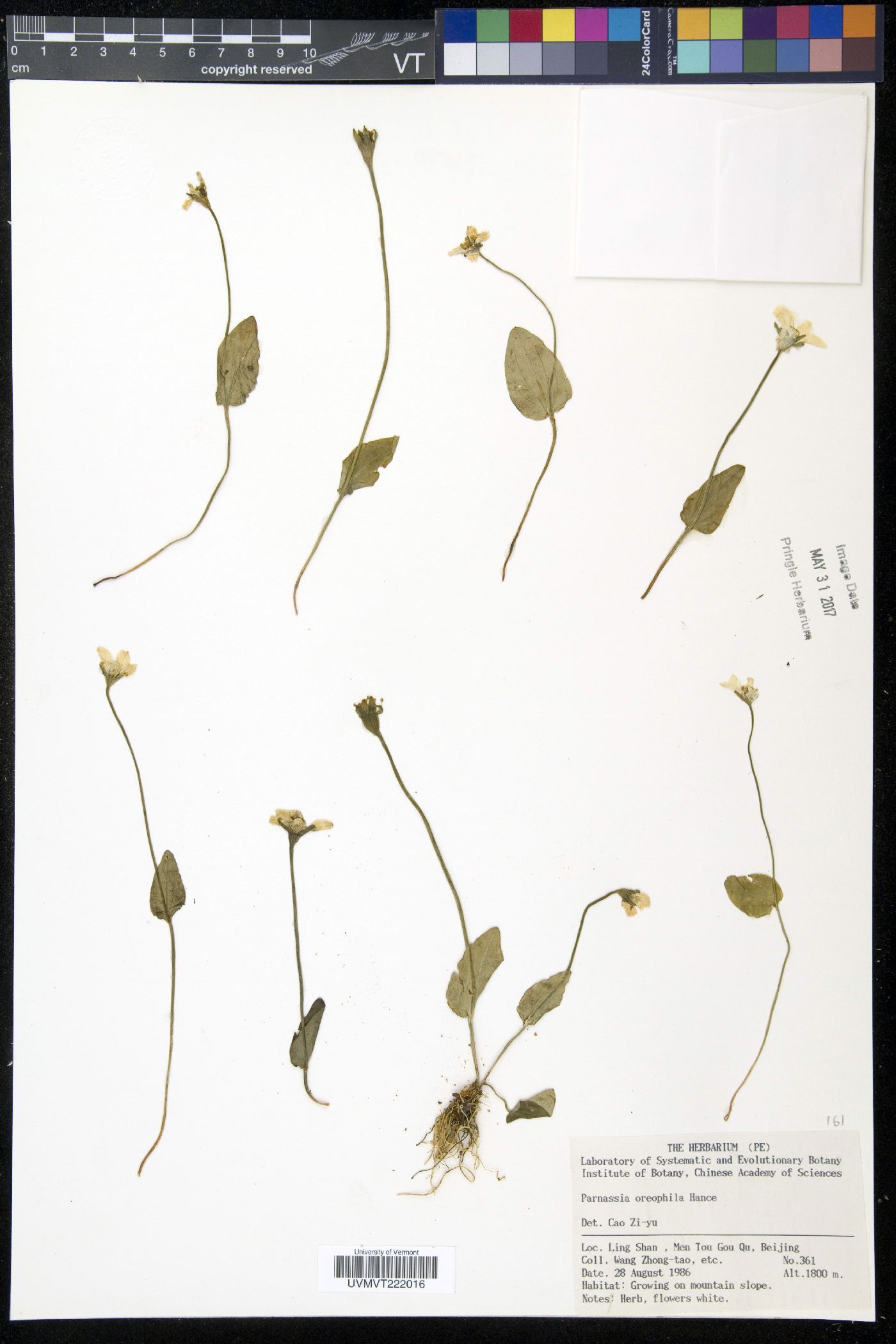 Parnassia oreophila image