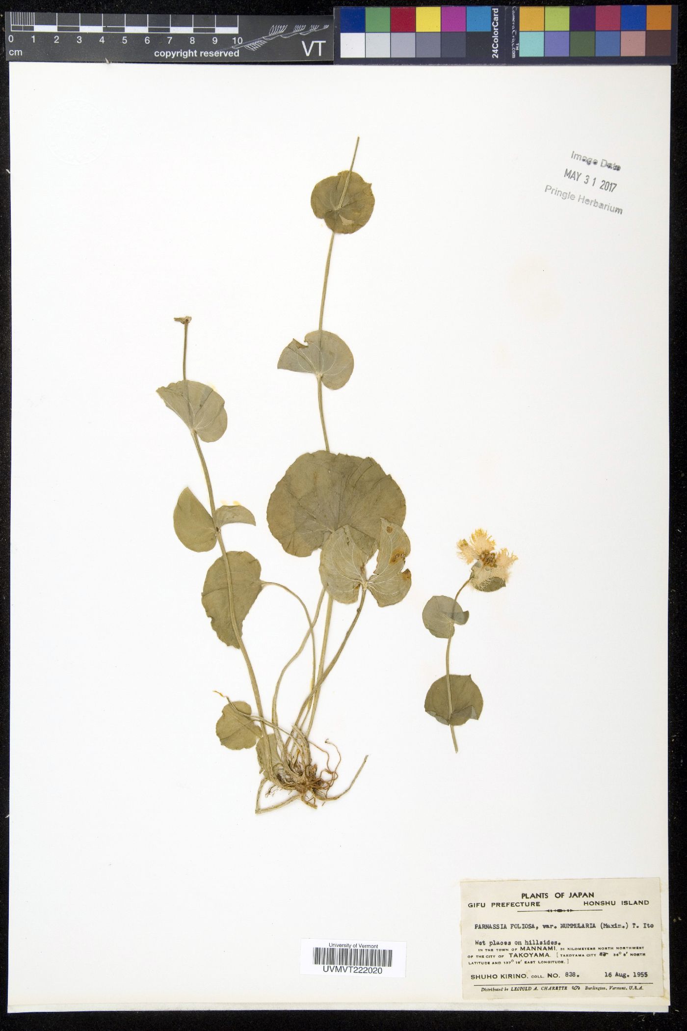 Parnassia foliosa image