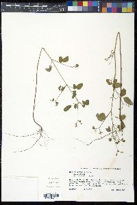 Oxalis barrelieri image