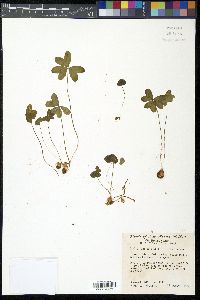 Oxalis alpina image