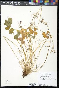 Oxalis rubra image