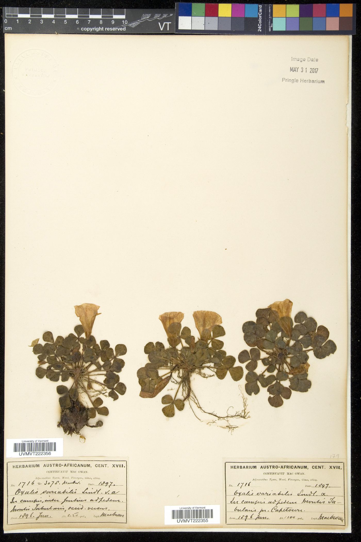Oxalis purpurea image