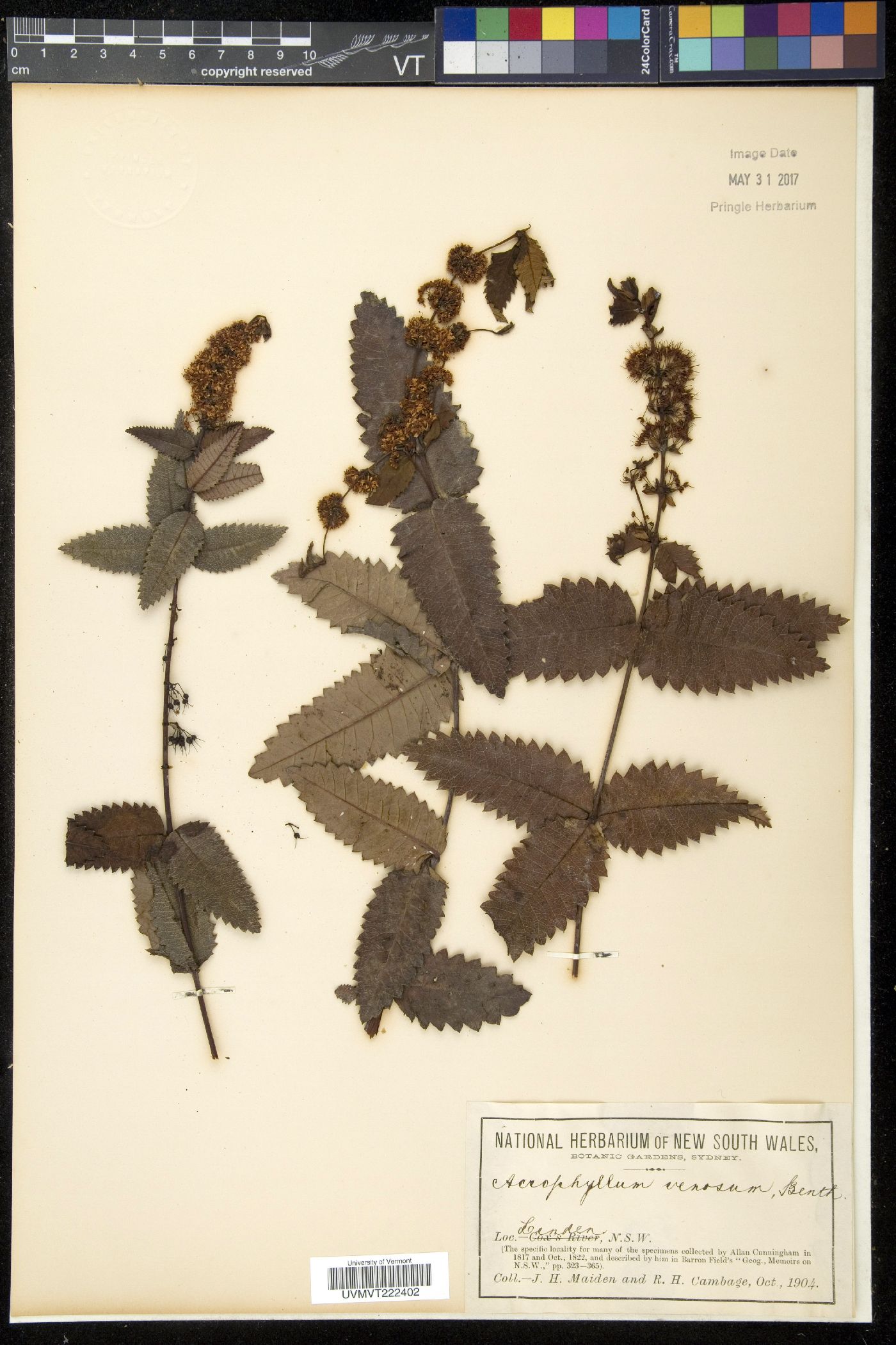 Acrophyllum image