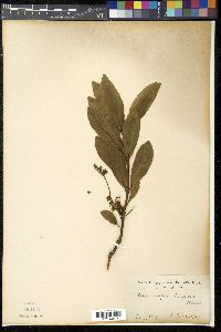 Elaeocarpus decipiens image