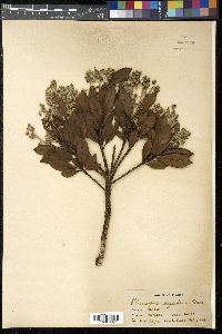 Elaeocarpus argenteus image