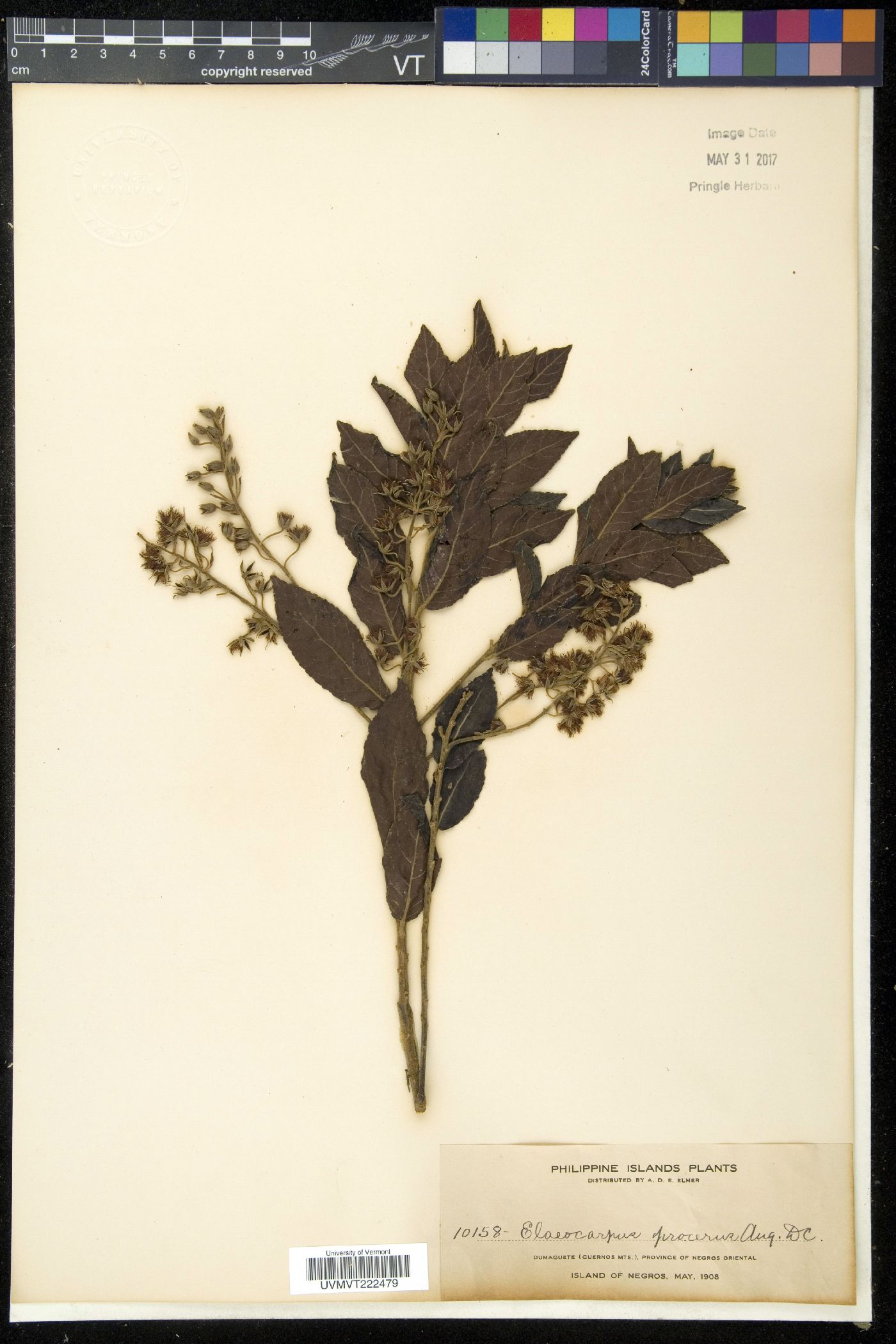 Elaeocarpus submonoceras subsp. procerus image