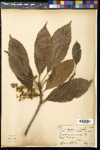 Elaeocarpus macranthus image