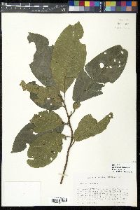 Sloanea berteriana image