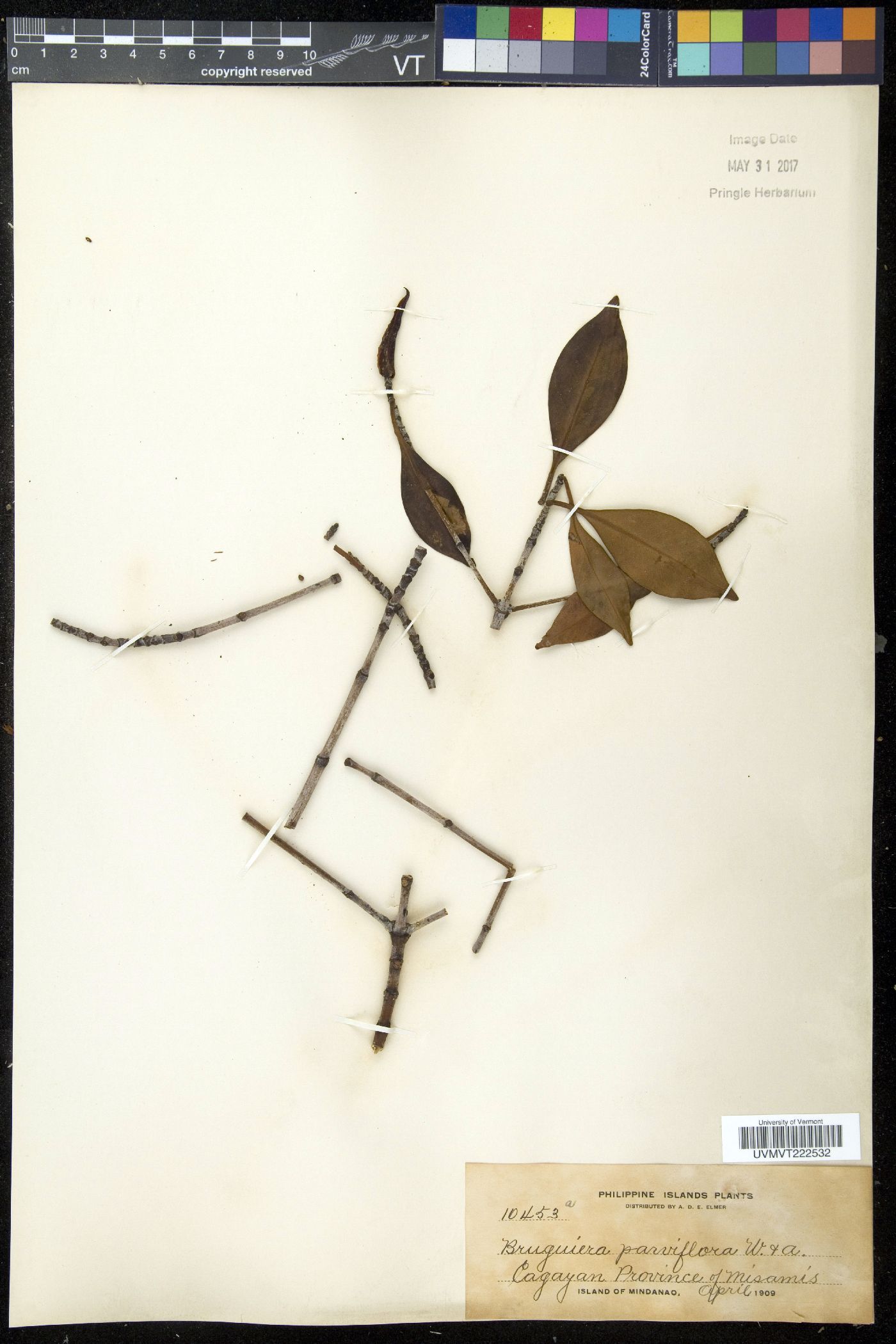 Bruguiera parviflora image