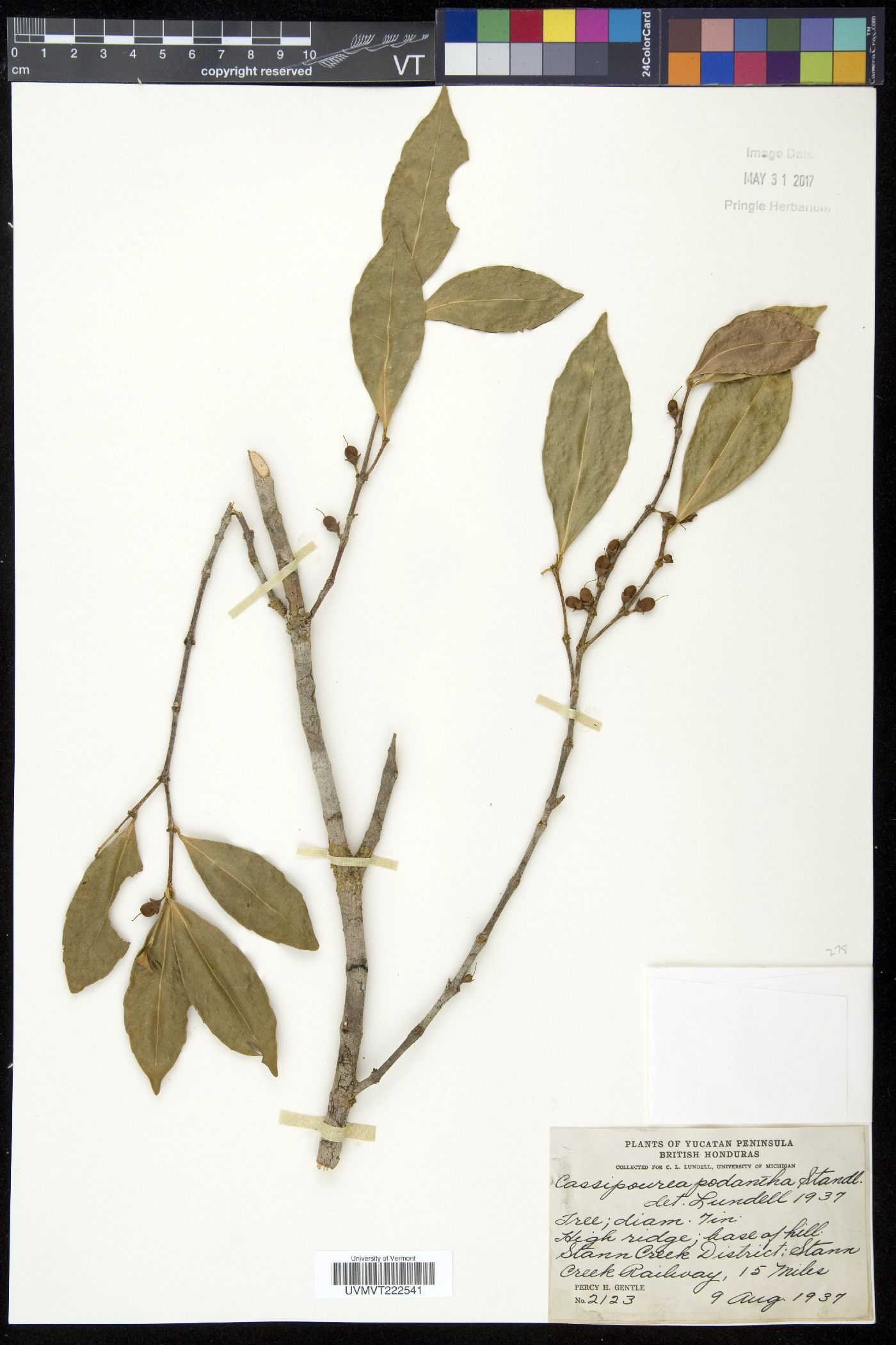 Cassipourea podantha image