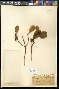 Ceriops candolleana image