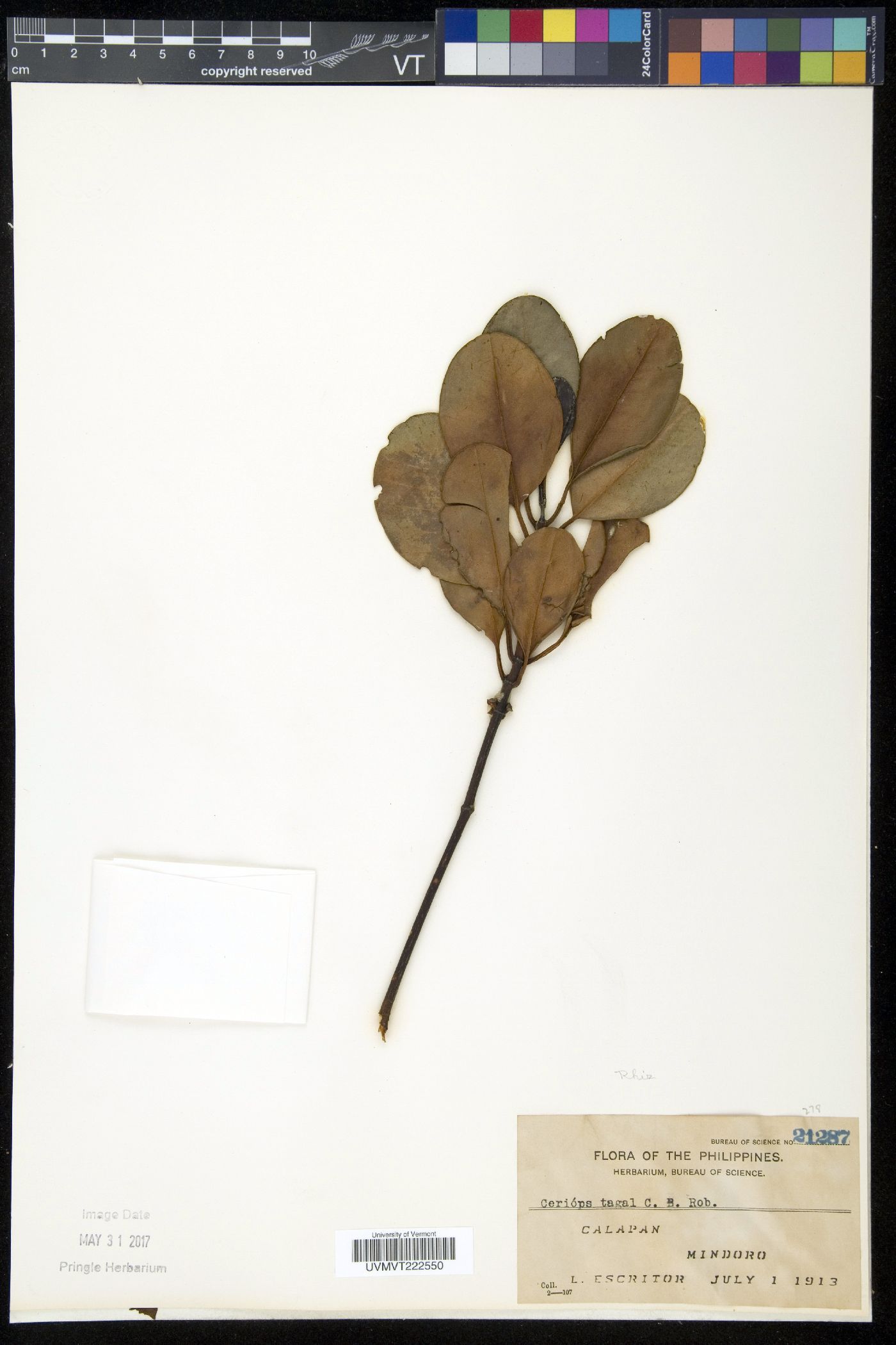 Ceriops tagal image