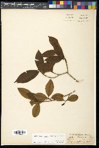 Erythroxylum kunthianum image