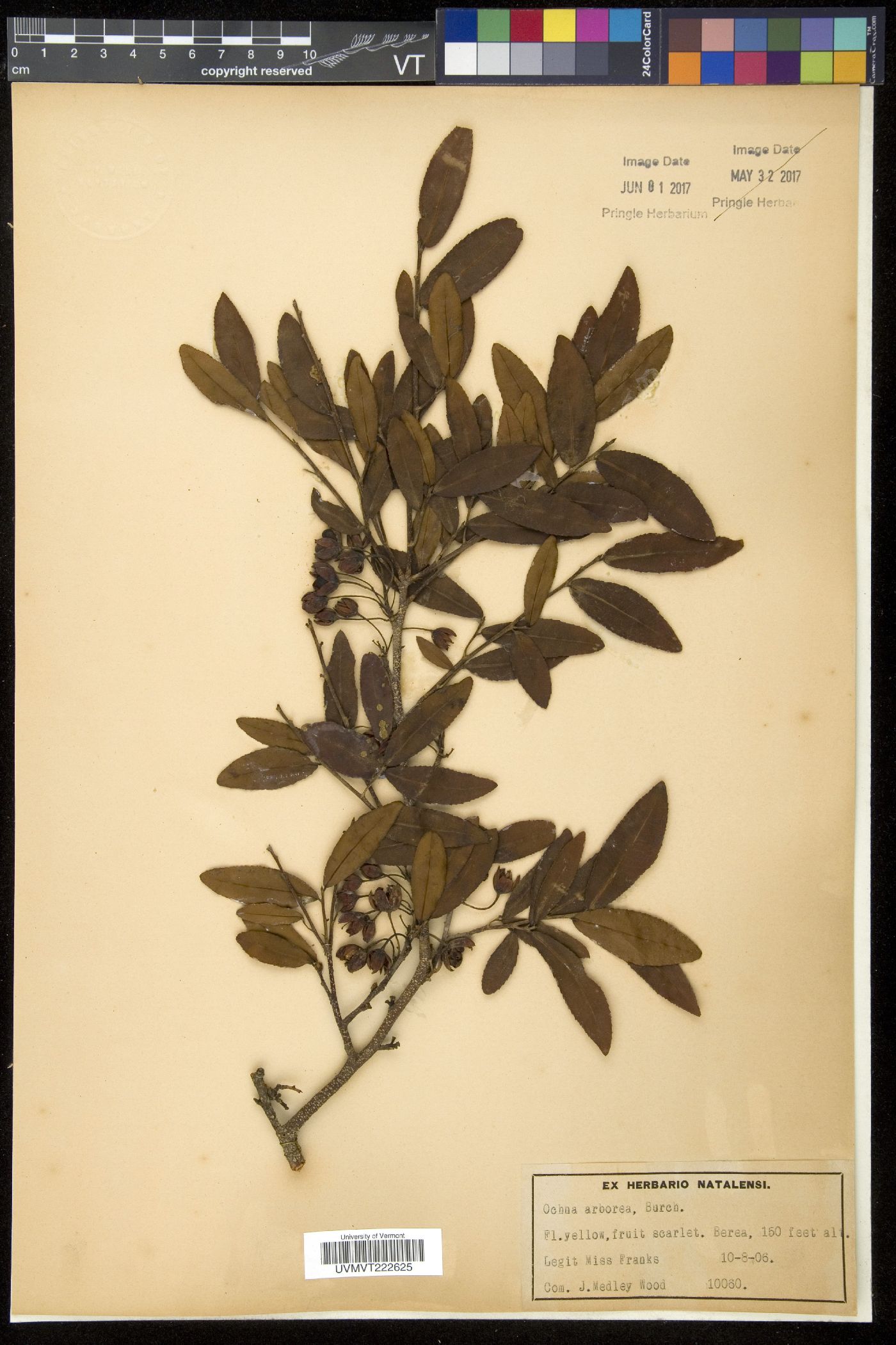 Ochna arborea image