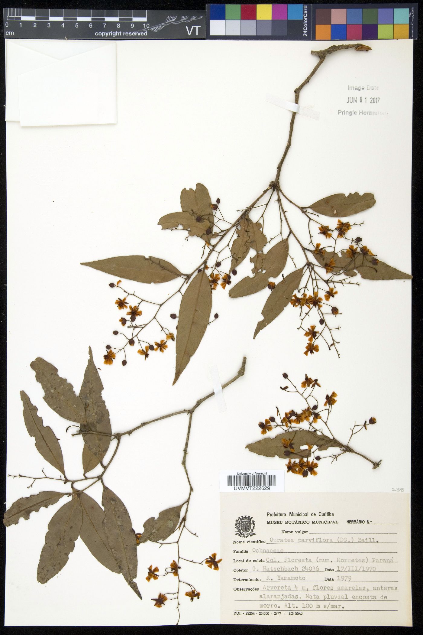 Ouratea parviflora image
