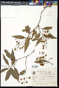 Image of Ouratea parviflora