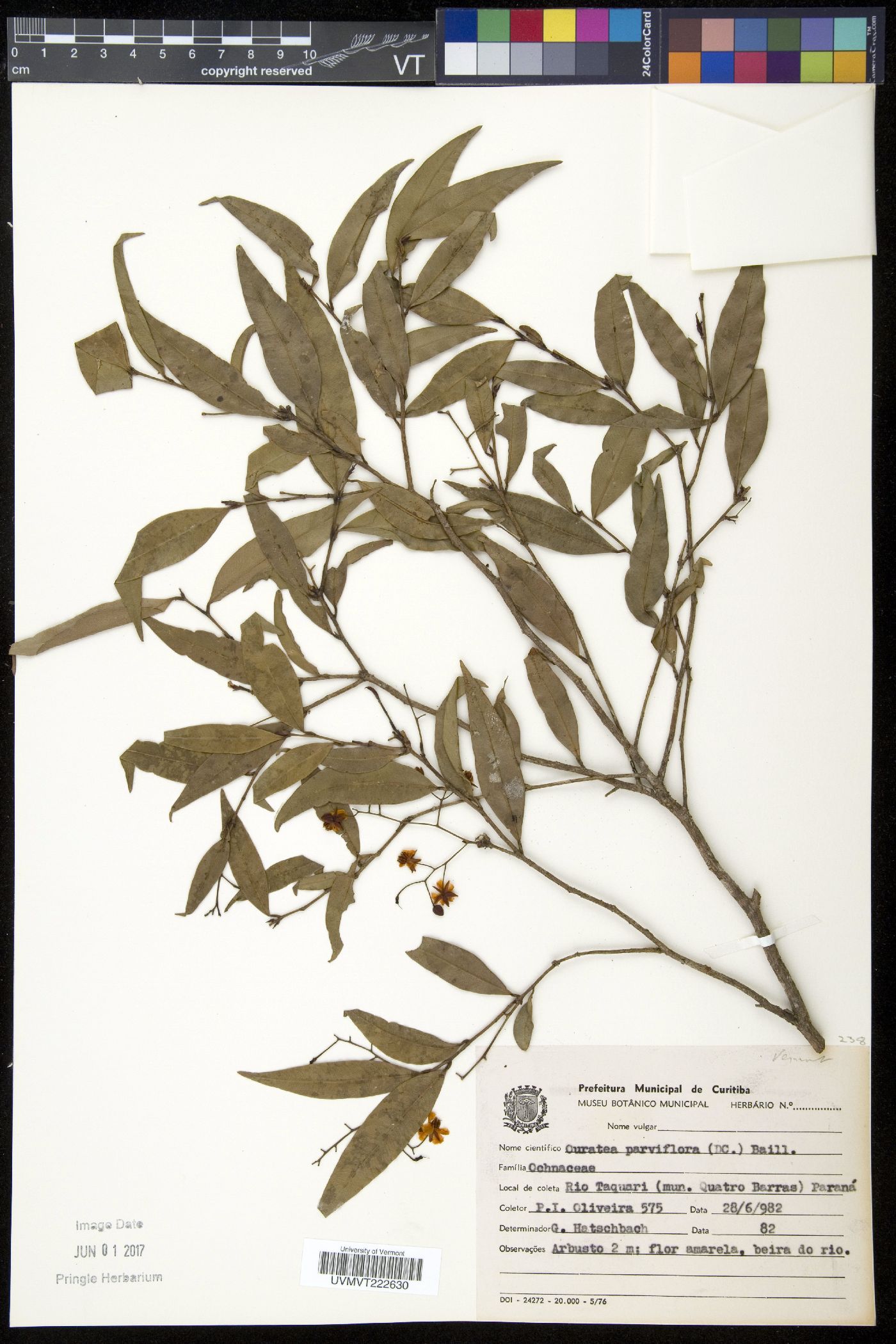 Ouratea parviflora image