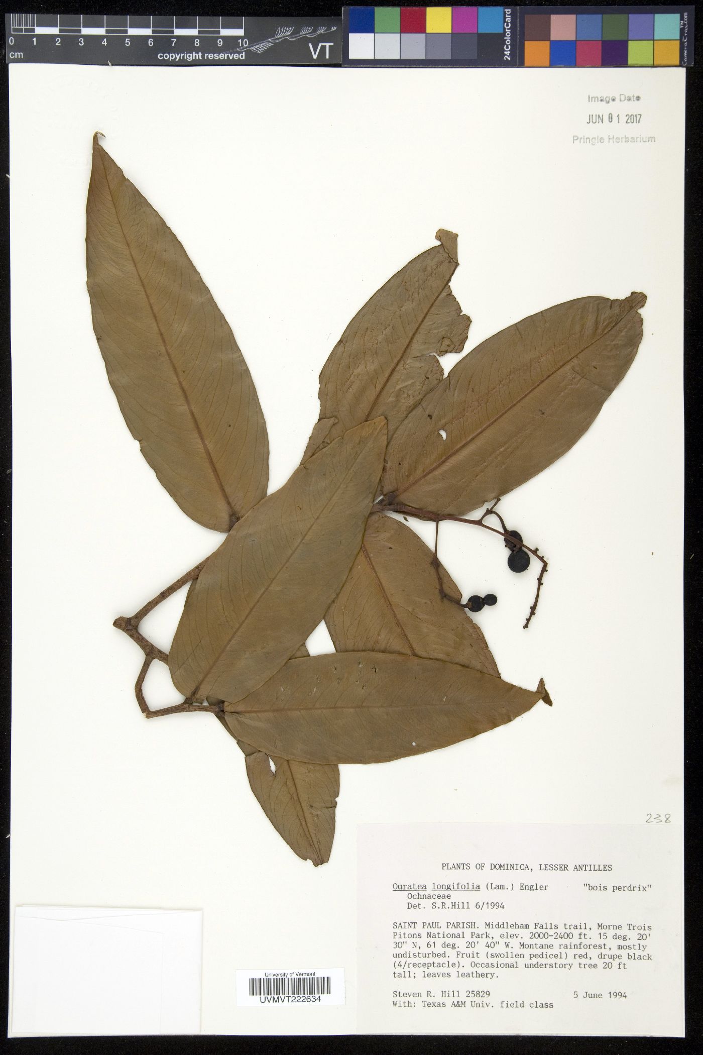 Ouratea longifolia image