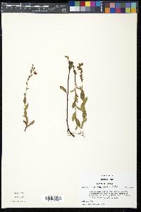 Image of Sauvagesia racemosa