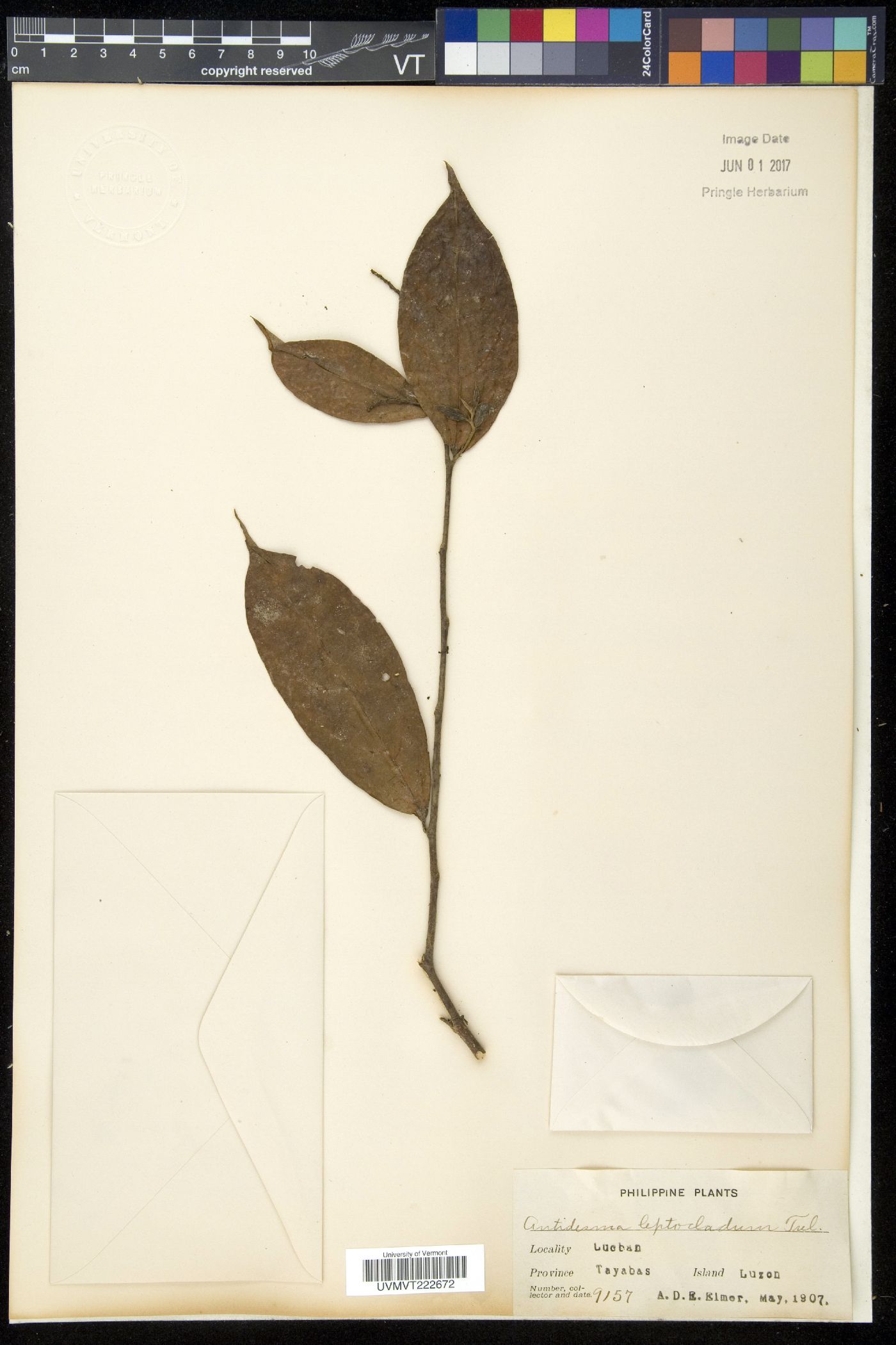 Antidesma montanum var. montanum image