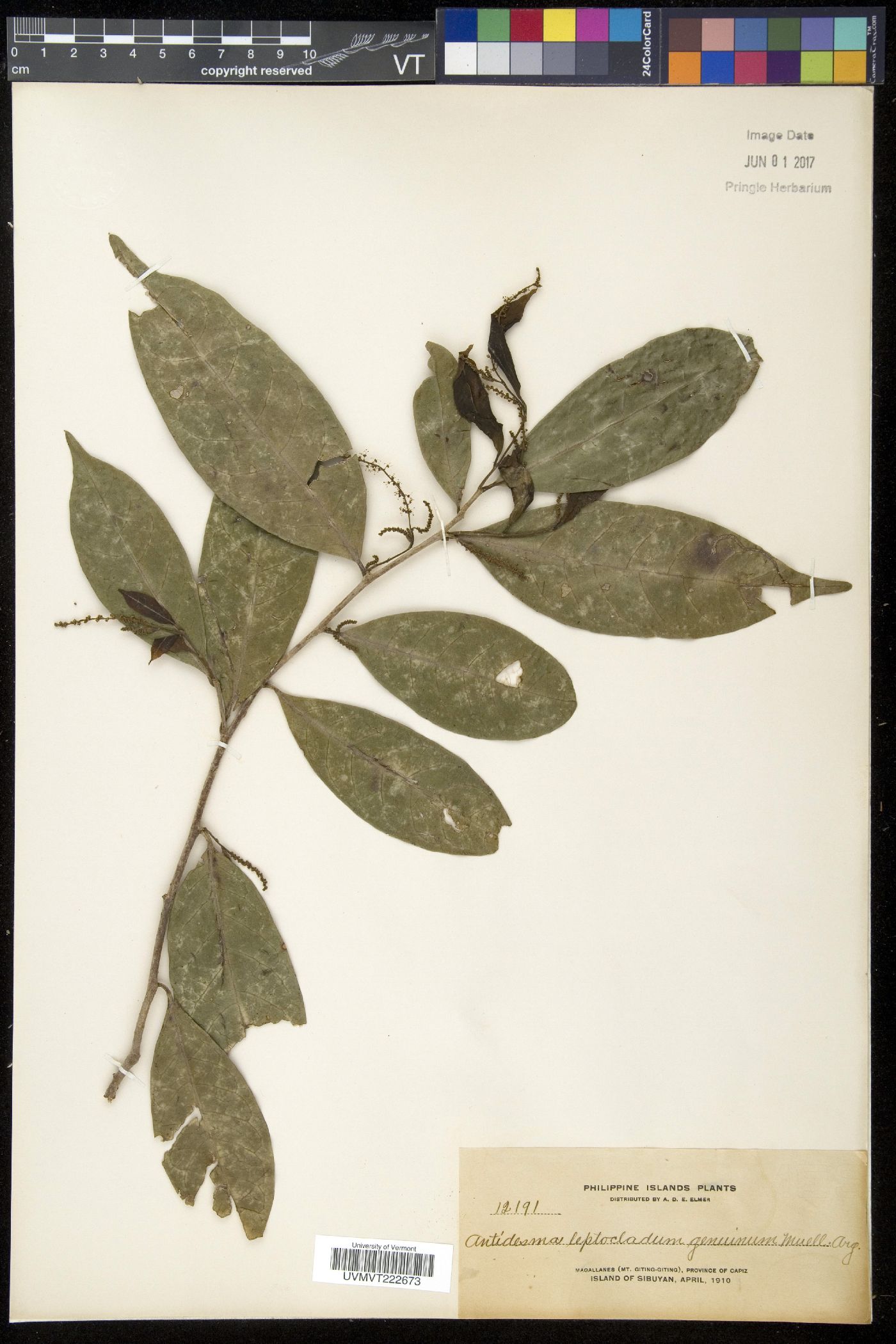 Antidesma montanum var. montanum image