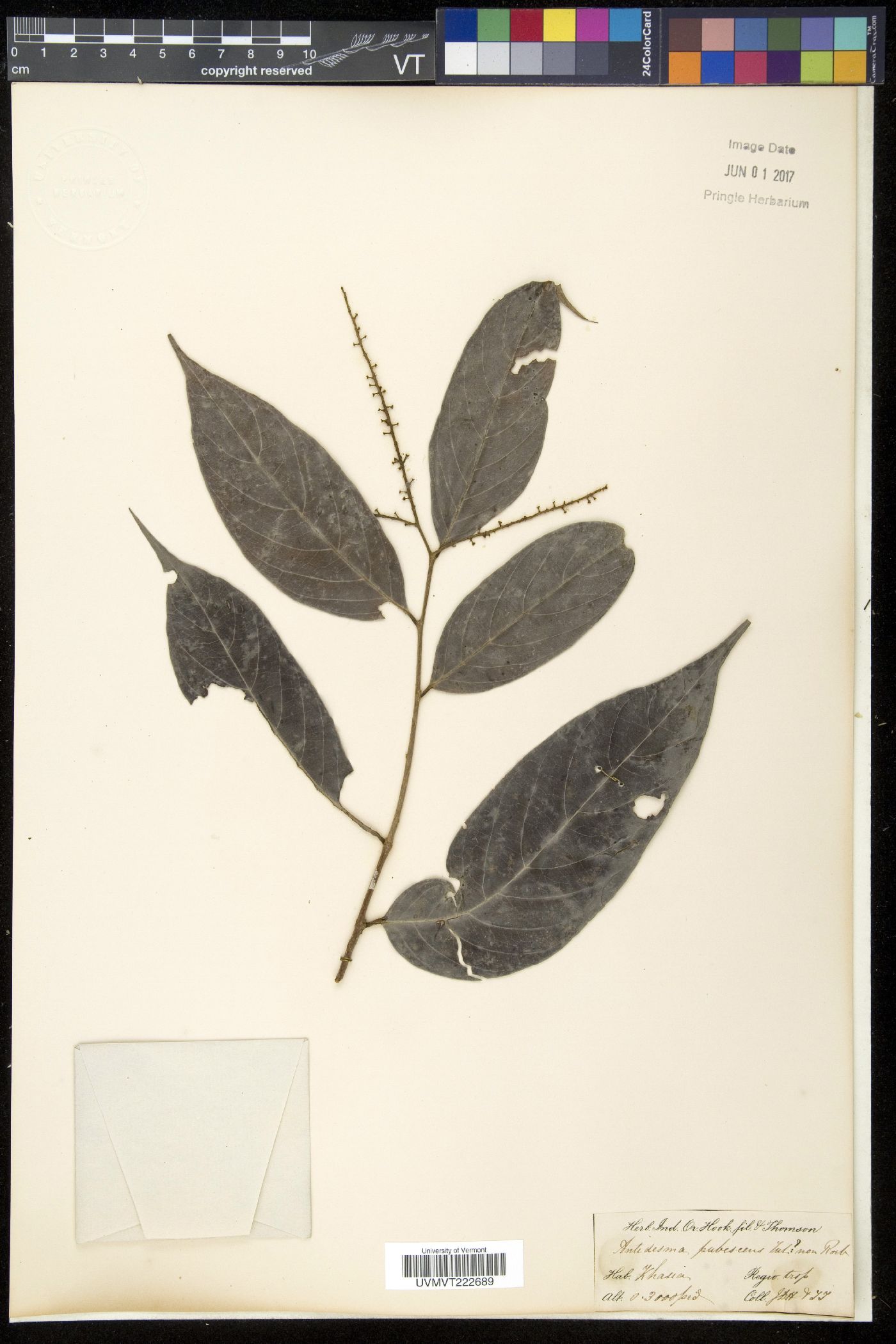 Antidesma pubescens image