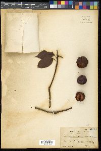 Baccaurea philippinensis image