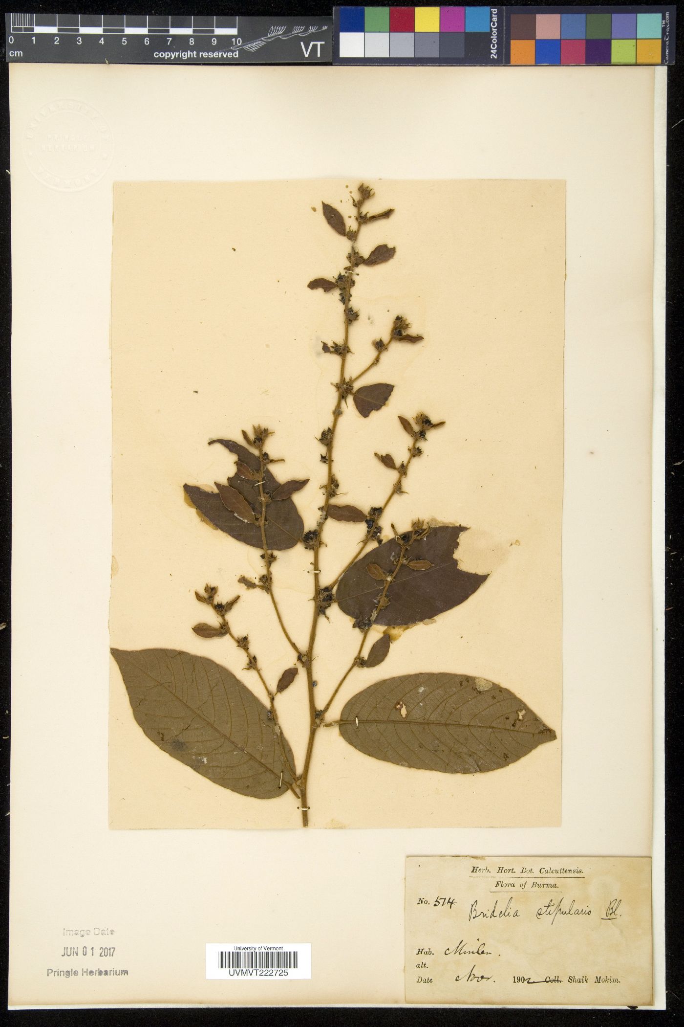 Bridelia stipularis image