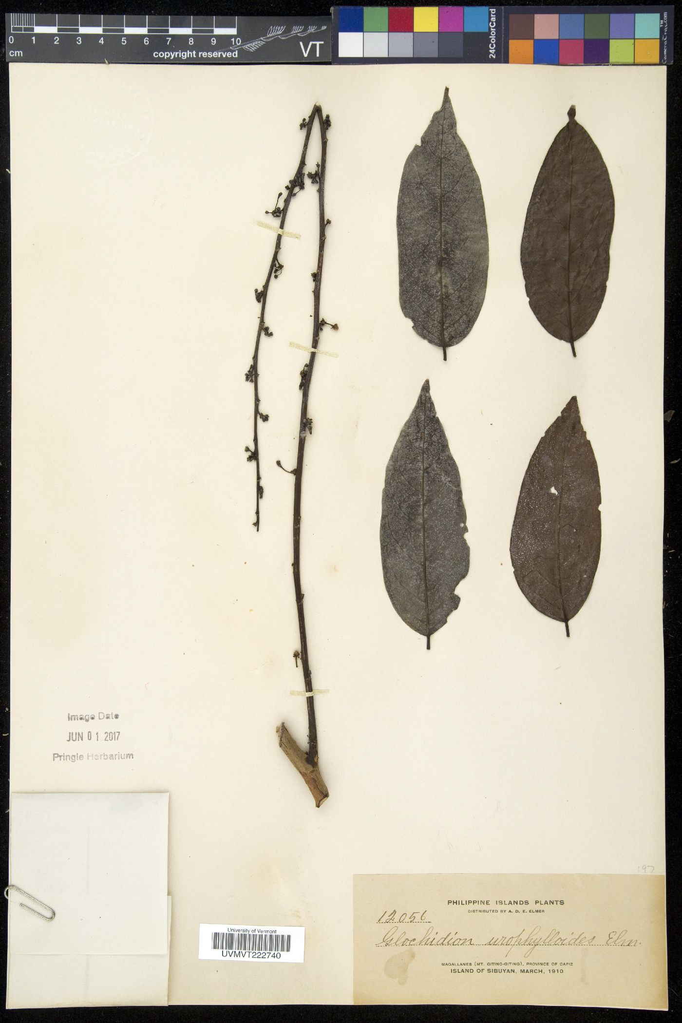 Glochidion urophylloides image