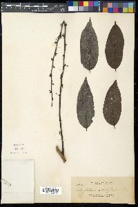 Glochidion urophylloides image