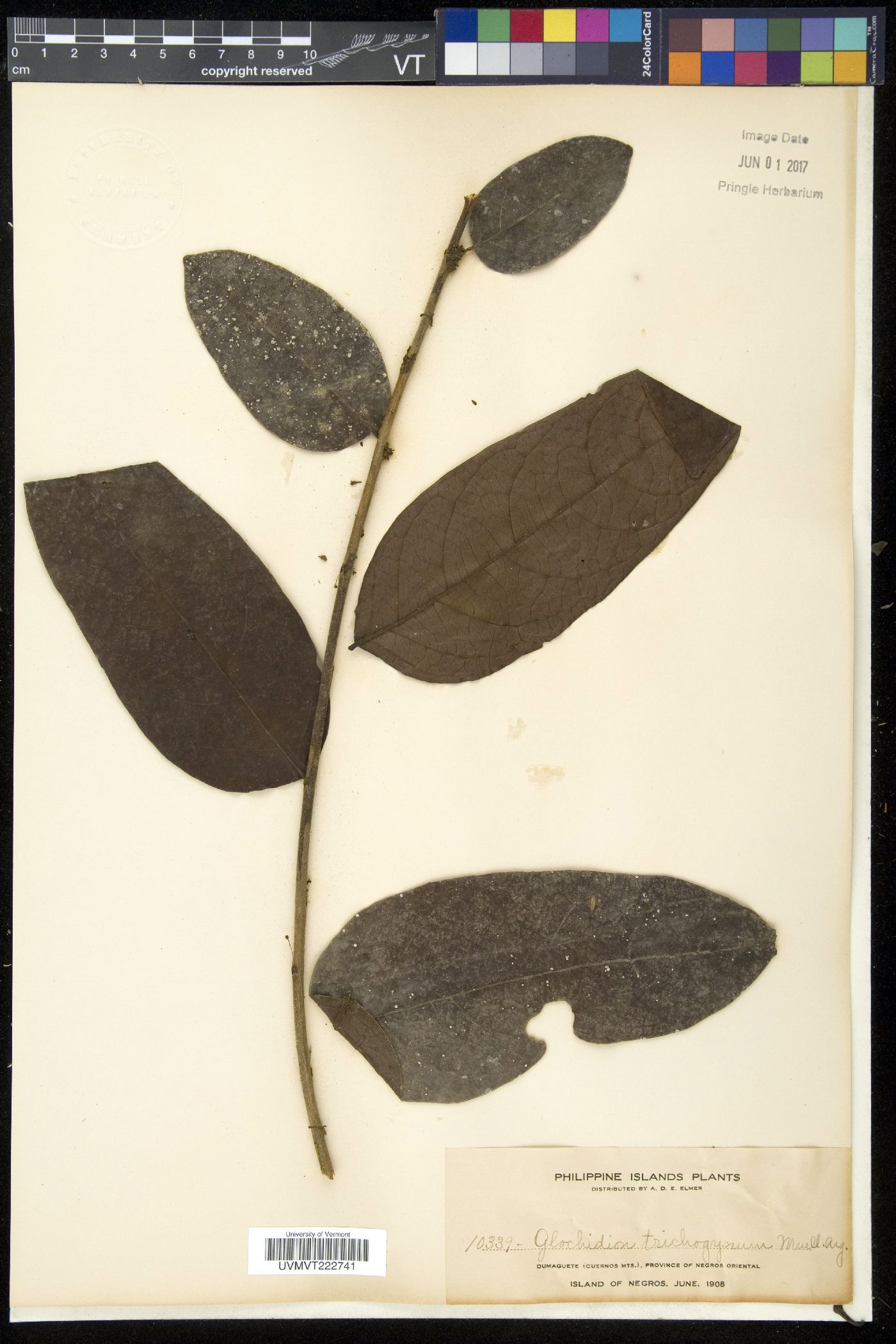 Phyllanthus trichogynus image