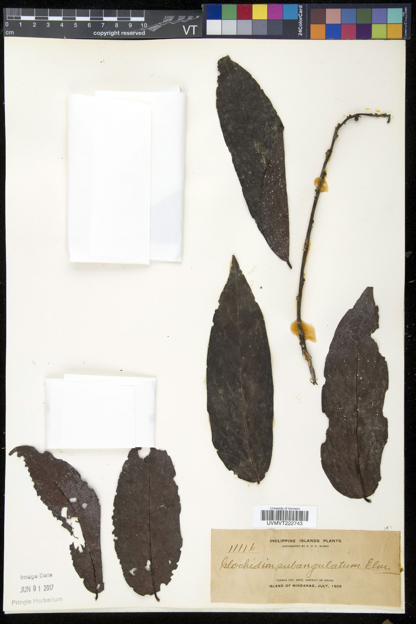 Glochidion urophylloides image