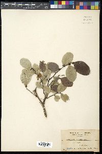 Phyllanthus littoralis image