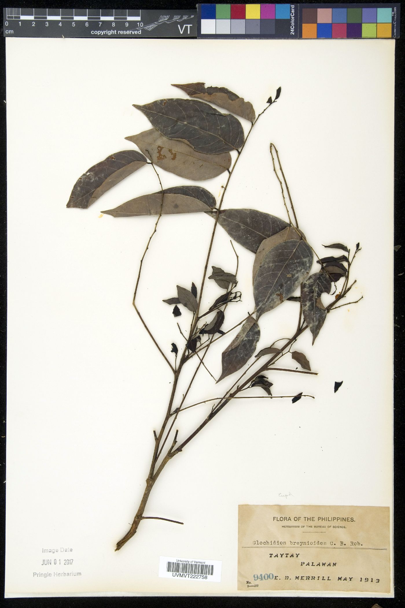 Phyllanthus lutescens image