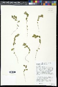 Phyllanthus caroliniensis image