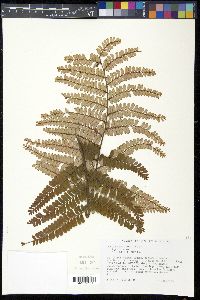 Phyllanthus mimosoides image