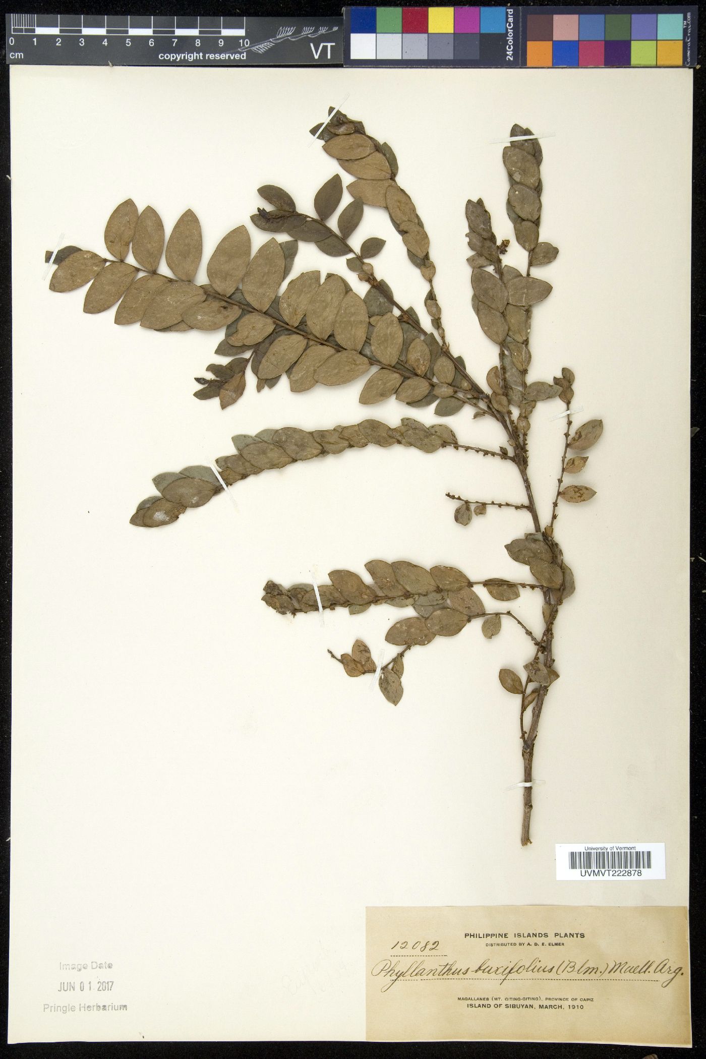 Phyllanthus buxifolius image