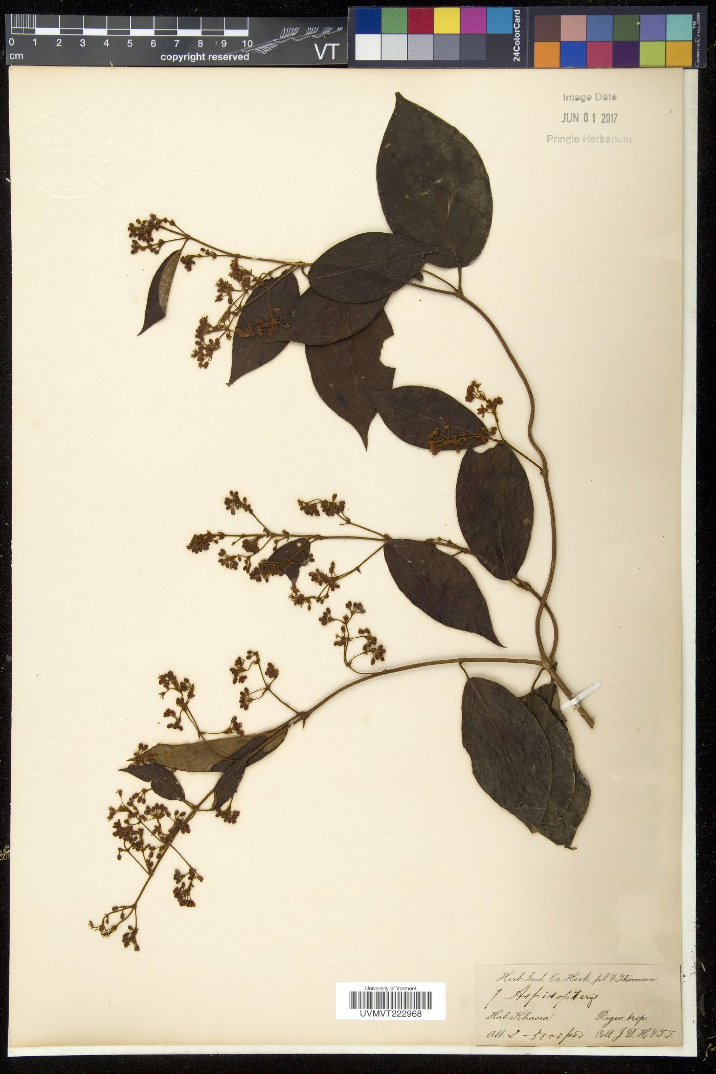 Aspidopterys image