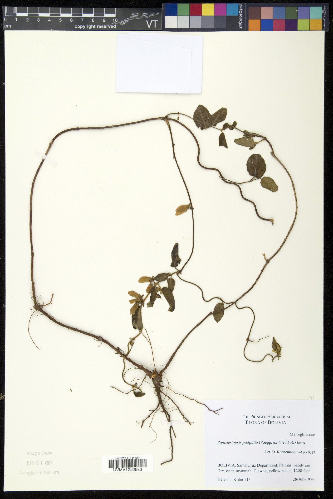 Banisteriopsis image