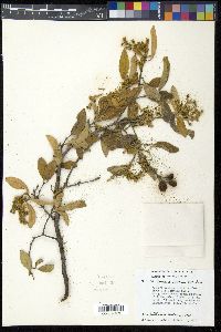 Bunchosia montana image