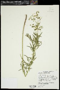 Euphorbia pseudoesula image
