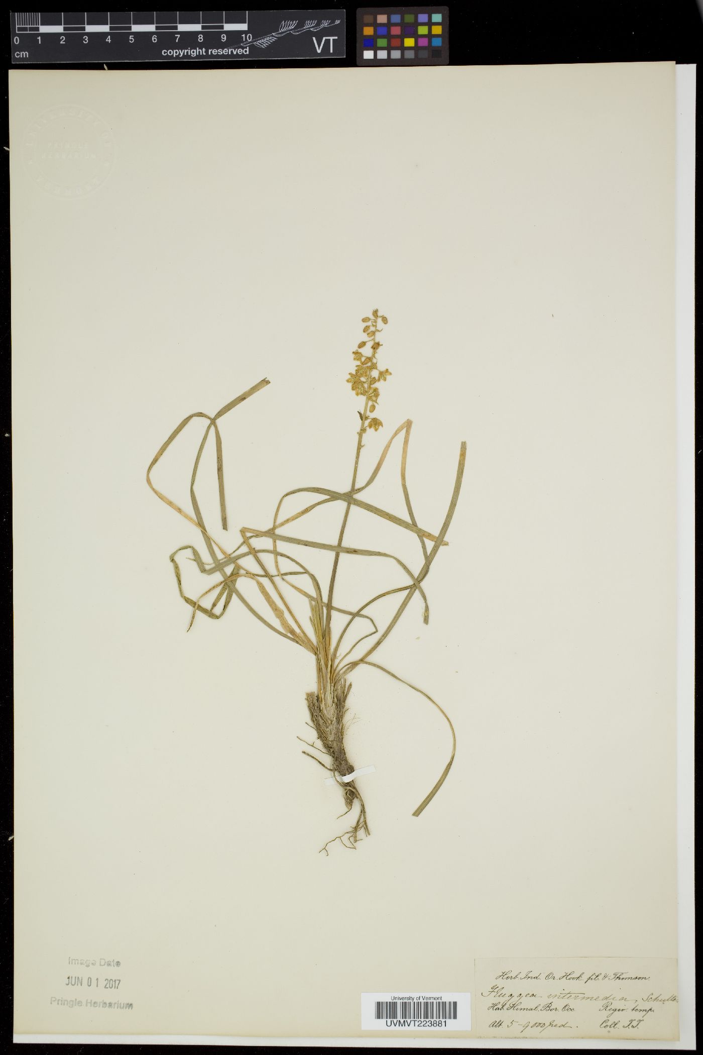 Ophiopogon intermedius image